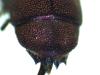 Chrysis inaequalis